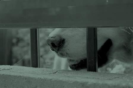 inu.jpg