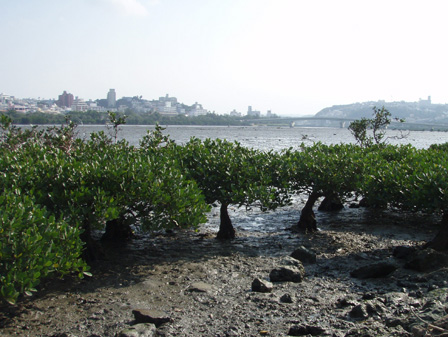 mangrobu001.jpg