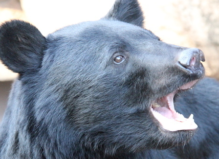 前年の5倍に激増 愛知県のツキノワグマ目撃情報最新版 令和元年 名古屋ランニングジャーナル