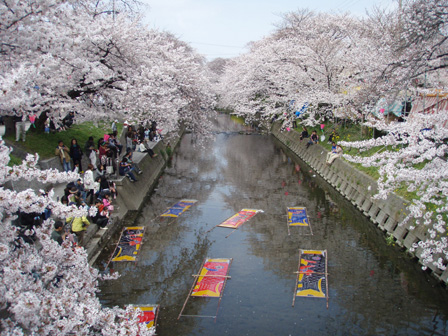 gojogawa_koinobori.jpg