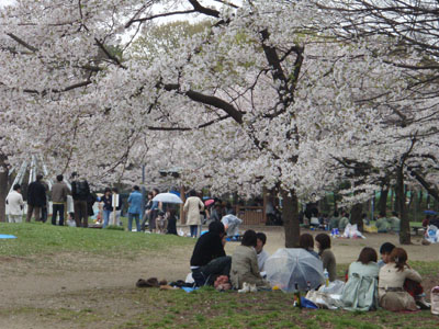 hanami001.jpg