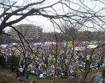 inuha_zenkei.jpg