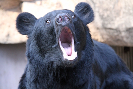 kumadon01.jpg