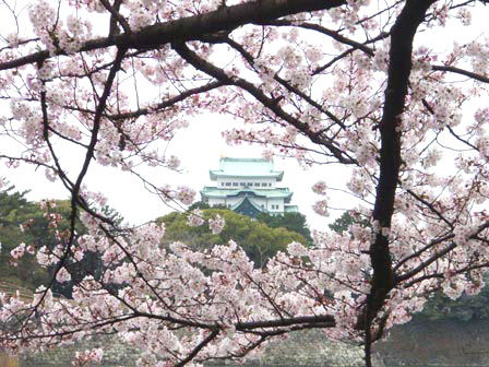 meijou_sakura-84578.jpg