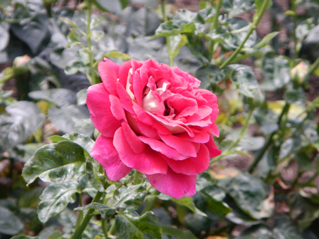 roserun001.jpg