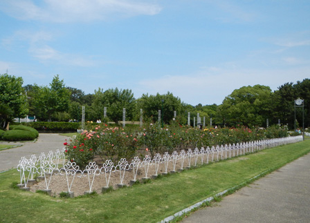 roserun002.jpg