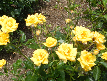 roserun003.jpg