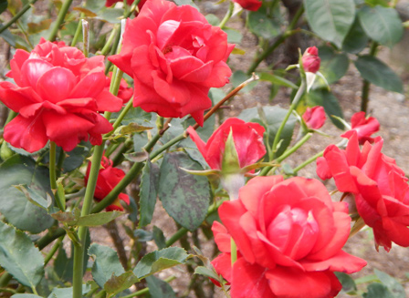 roserun004.jpg