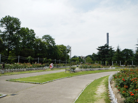 roserun005.jpg