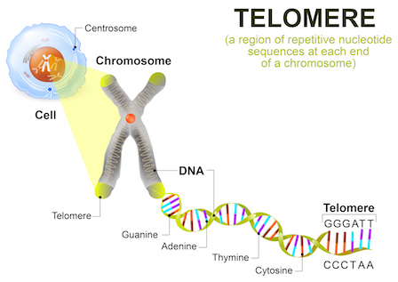 telomere02.jpg