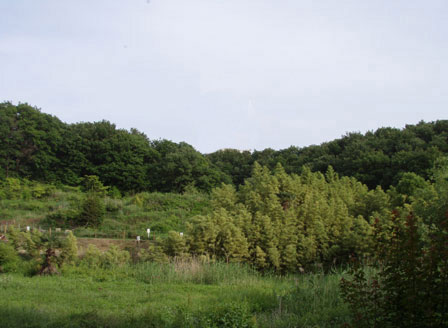 zannenkeshiki_002.jpg